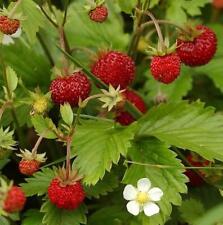 Alpine Strawberry Seeds Grow