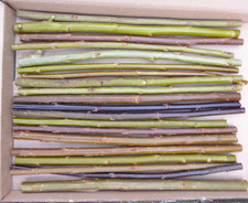 20 x 20cm (8") Mixed Varieties Fresh Living Green Willow Cuttings Salix Unrooted