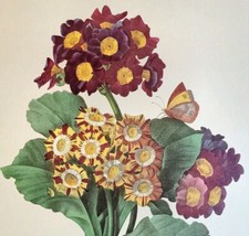 P. J. Redoute Flowers PRIMULA AURICULA VAR Botanical Art Print Book Plate 111