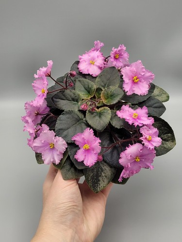 Indoor blooming african - blooming,
