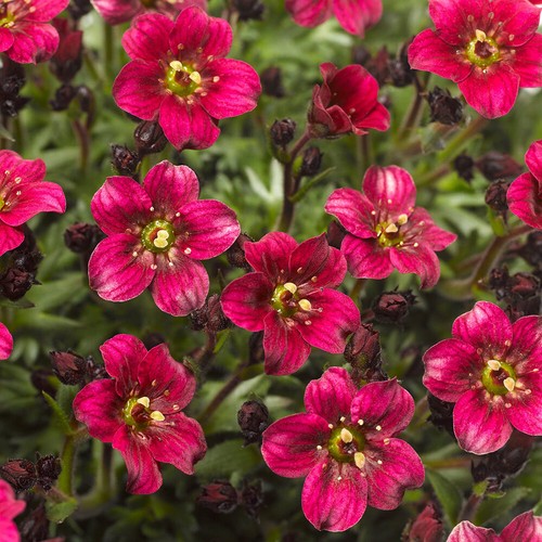 Saxifrage alpino deep rose - saxifrage, rose'
