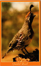 Gambel Quail in Arizona Desert Chrome Postcard C12