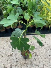Fig Tree Ficus carica Brown Turkey 3L Pot Tropical Leaves Plants To Your Door
