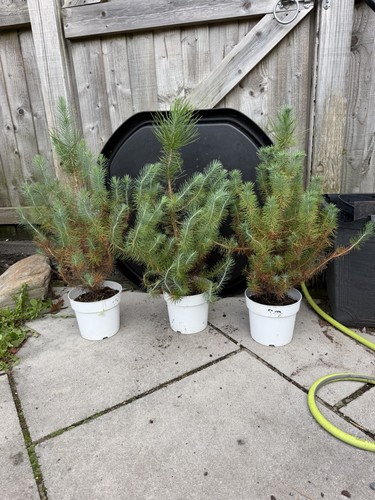 Pinus pine tree - pine, /