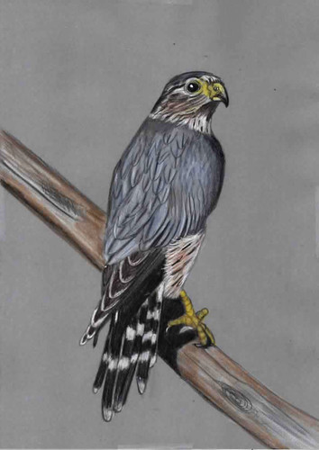 Original coloured pencil