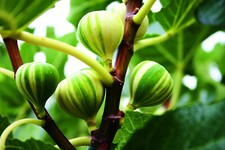 Fig Tree 'Panachee' Tiger Fig