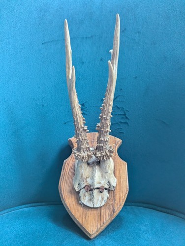 Vintage roe deer antlers - roe, on