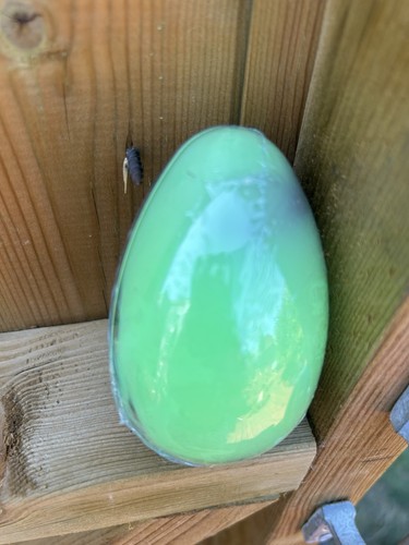 Alien invasion birth egg - -,