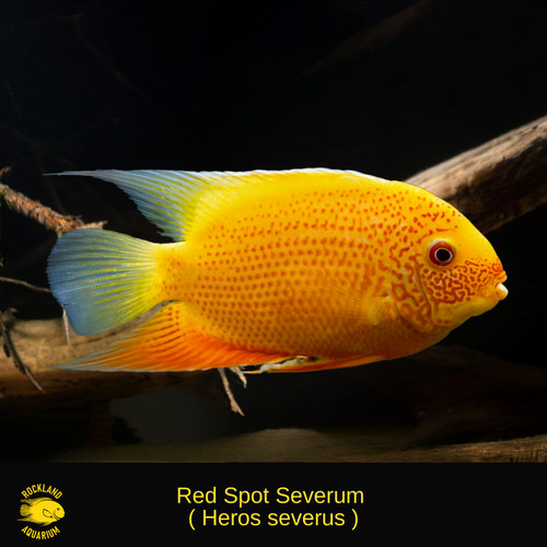 Red spot gold severum - 6x,