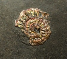 Iridescent ammonite fossil Caloceras Jurassic Fossils UK ammolite gem gemstone