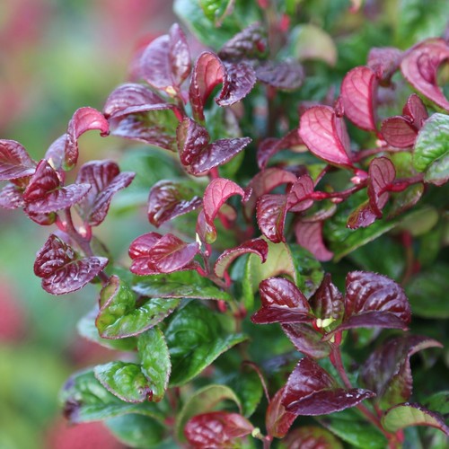 Leucothoe curly red - red, 2l