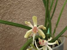 Paraphal. laycockii x Vanda limbata orchid plant  FS not in bloom