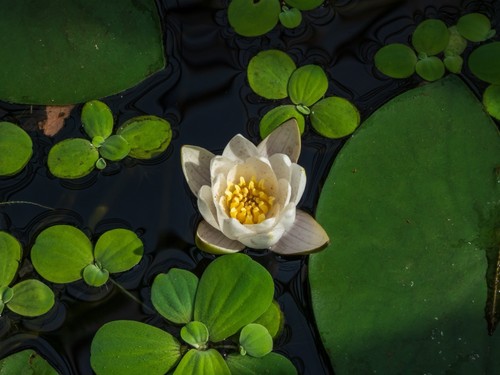 Nymphaea pygmaea alba - nymphaea,