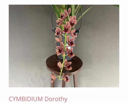 Orchid live cymbidium - orchid,