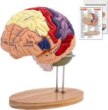 Human Brain Model 2 Times Life