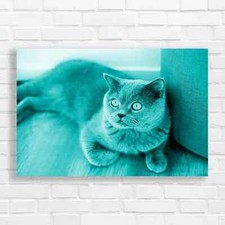 Regal British Shorthair Cat
