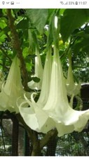Brugmansia white plant