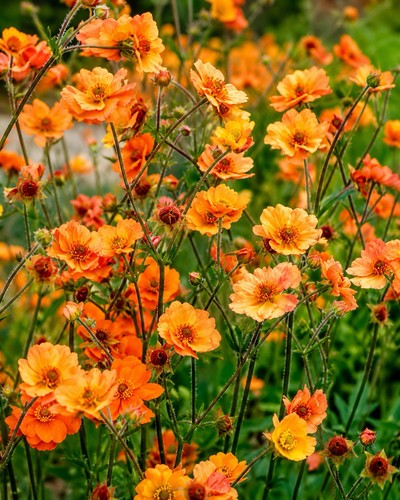Large geum plant - large,
