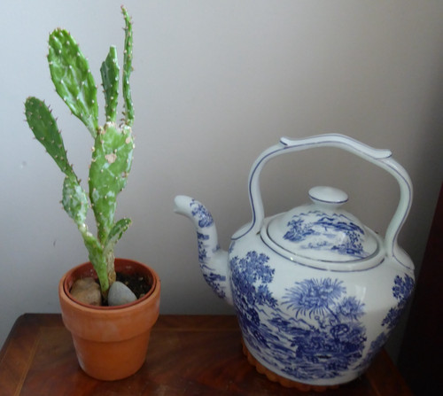 Cactus - monacantha, )