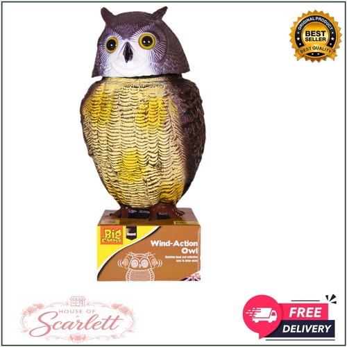 Wind action owl - owl, bird