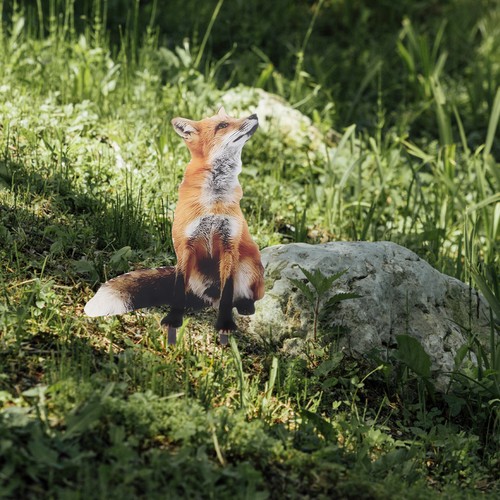Fox shaped garden stake - fox,