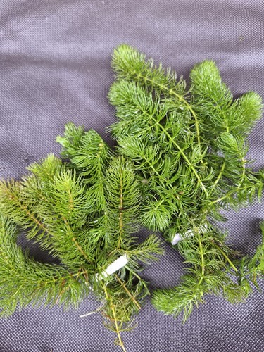 Bunches water hornwort - 2,