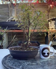 Purple Blackthorn pre bonsai