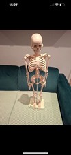 66fit Anatomical Skeleton