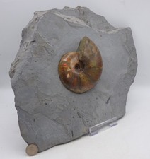Large Fire Red Fossil Ammonite