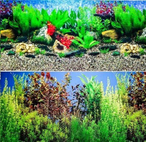 Aquarium fish tank background - fish,