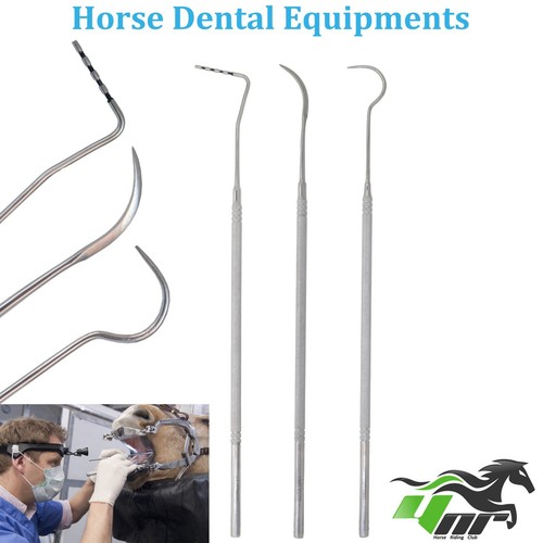 Equine horse dental mouth - horse,