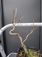  Part Trained Oak Bonsai Tree