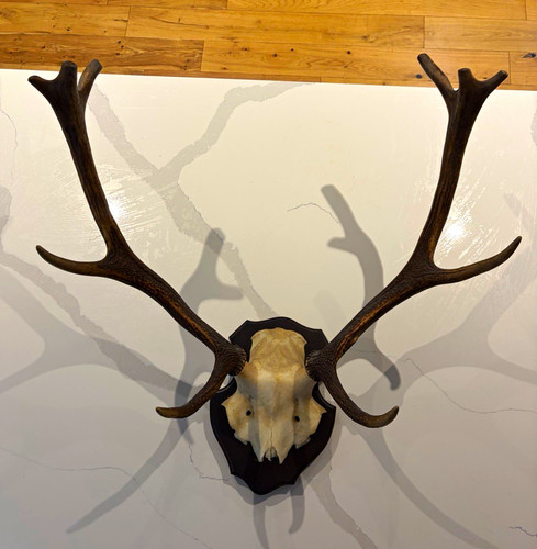 Red deer skull with - red, antlers