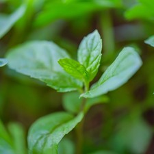 9 × Live GINGER MINT –