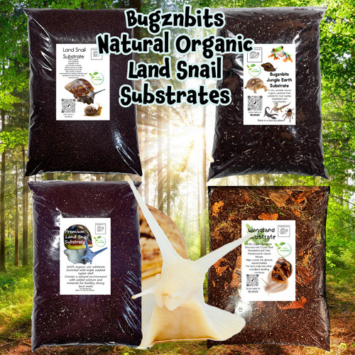Bugznbits land snail - bugznbits,
