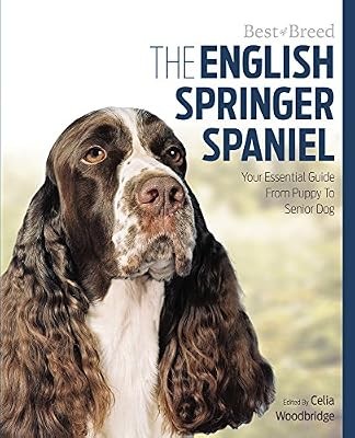 English springer spaniel - spaniel, best