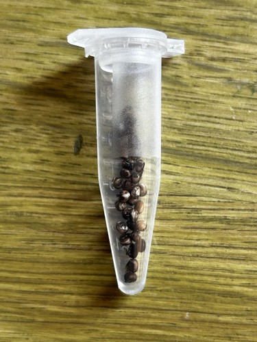 Luna moth eggs - luna,