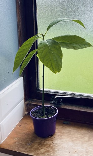 Avocado tree 45cm 9cm - tree,