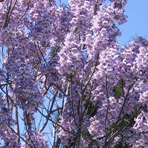 Paulownia elongata pink - elongata,