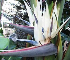 Strelitzia Nicolai - 10 / 50