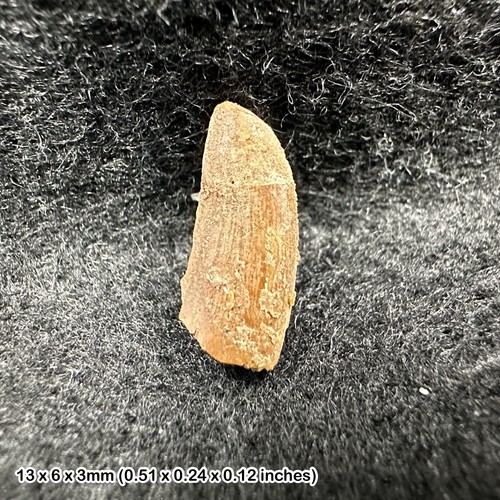 Genuine raptor dinosaur tooth