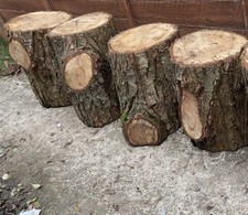 Tree Stumps / seats / Stools / Home Garden Furniture ￼