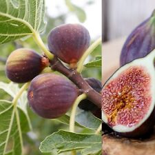 Ficus Carica 'Rouge De