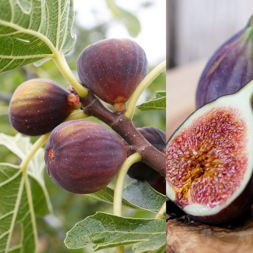Ficus carica rouge de - carica, 'rouge