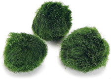 3 X Marimo Moss Balls Always