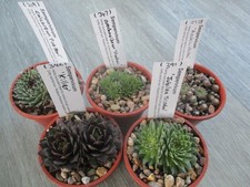 Sempervivum five named in 7cm