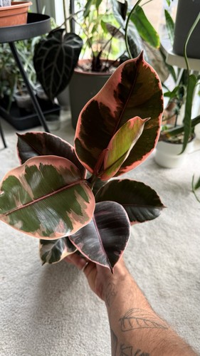 Ficus elastica ruby - ficus,
