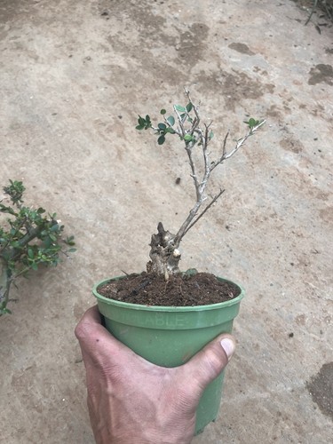 Olive bonsai mediterranean - olive,