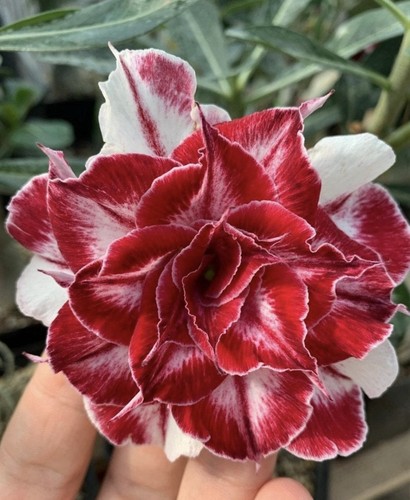 Black amaryllis adenium - amaryllis, ~