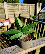 Sansevieria Ehrenbergii -  Samurai Dwarf plant in a 9cm pot.